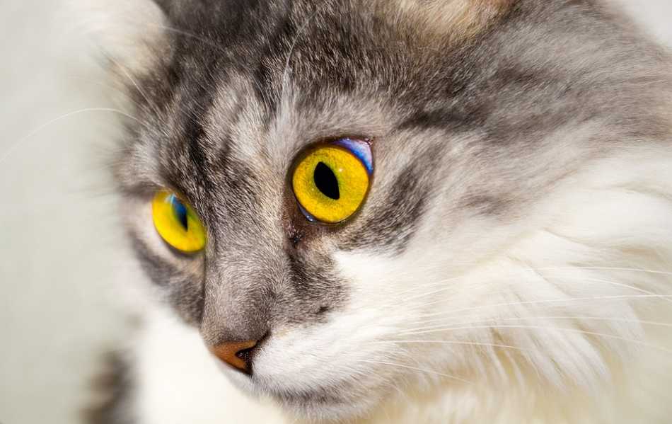 Animals with the best and worst eyesight