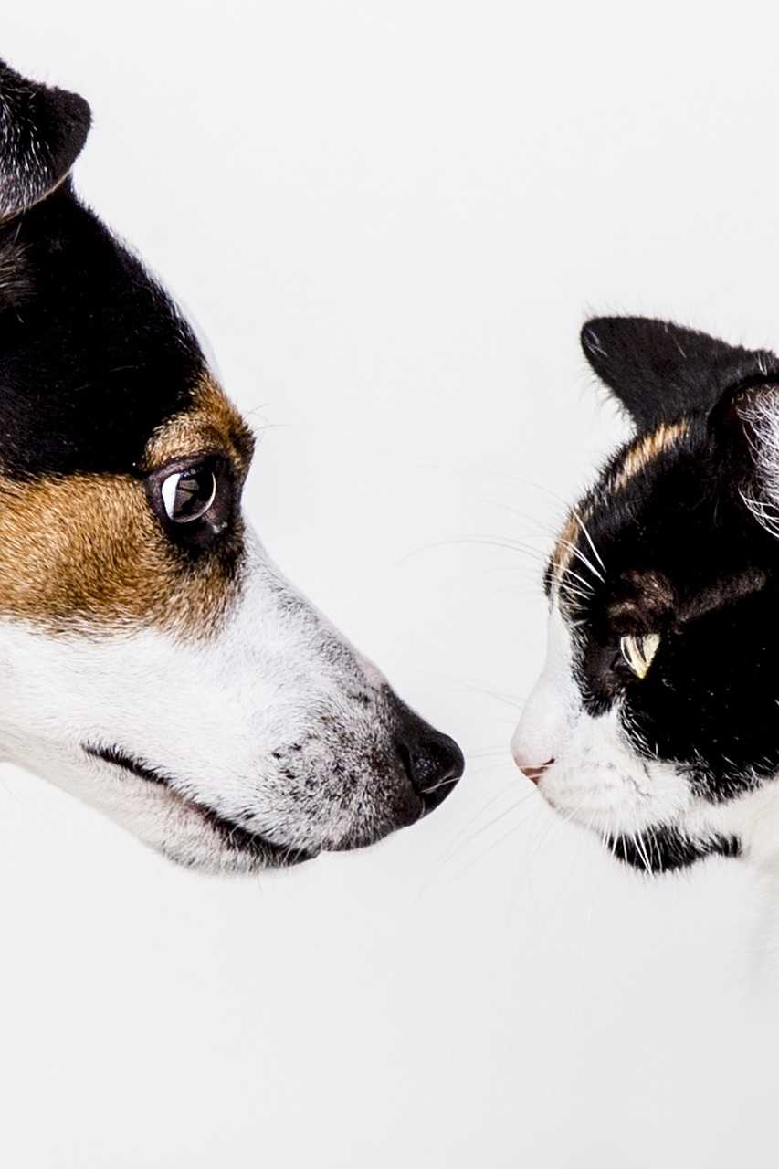A Comprehensive Guide to Cataracts in Dogs and Cats