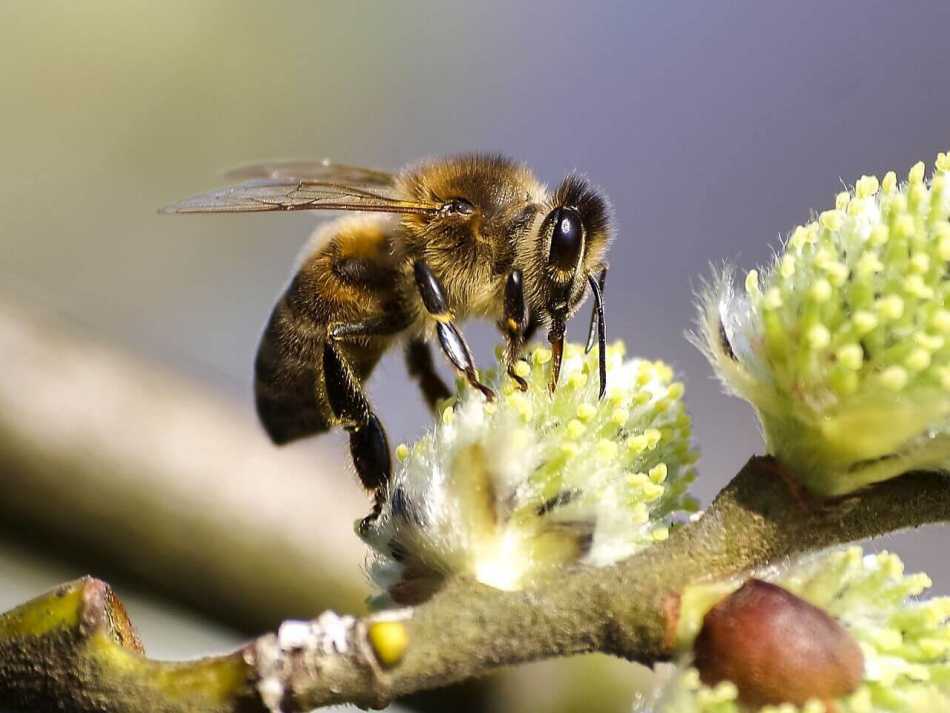 Bees' Eyes: The Tiny Superheroes of the Garden